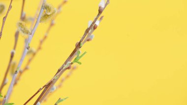 Sarı arka planda yeşil yapraklı söğüt dalları Paskalya bayramı için bir bahar kompozisyonu..