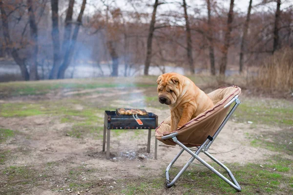 the dog sharpey is sitting on a chair in nature, next to the barbecue, looking at the camera. portrait of dogs close-up, red happy dog with owners.