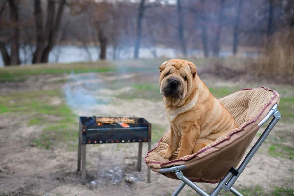 Kutyaéles Egy Széken Természetben Barbecue Mellett Kamerába Néz Portré Kutyákról Stock Kép