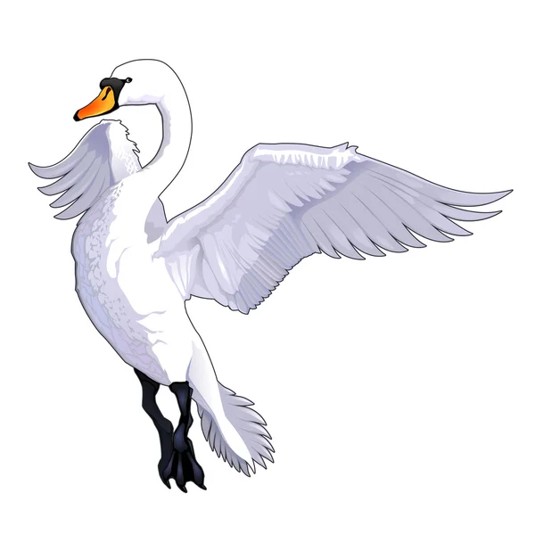 Cigno volante . — Vettoriale Stock