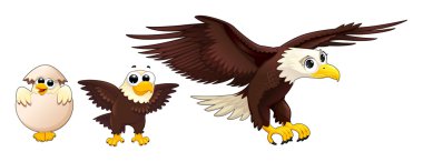 Development of the eagle in different ages clipart