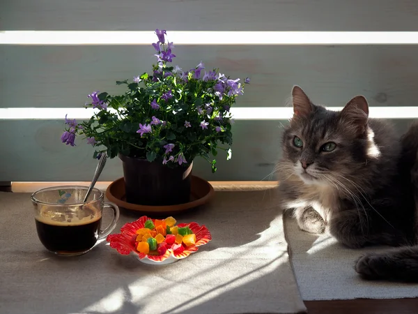 Cat, coffee, book, sun and saucer with colorful candied fruits