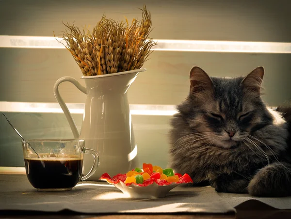 A large, gray cat, coffee