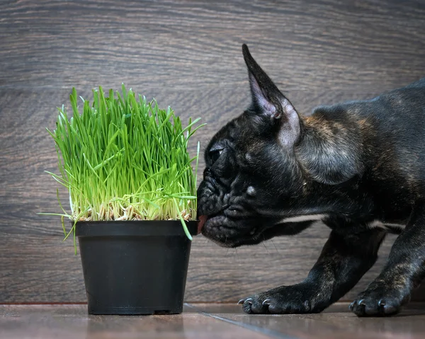 The dog sniffs the green grass (germinated oats)