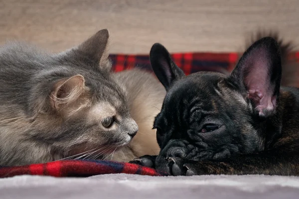 Dog and cat together lying on the bed