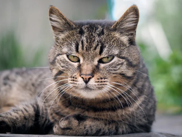 Big, happy cat lying on the ground, among the green grass