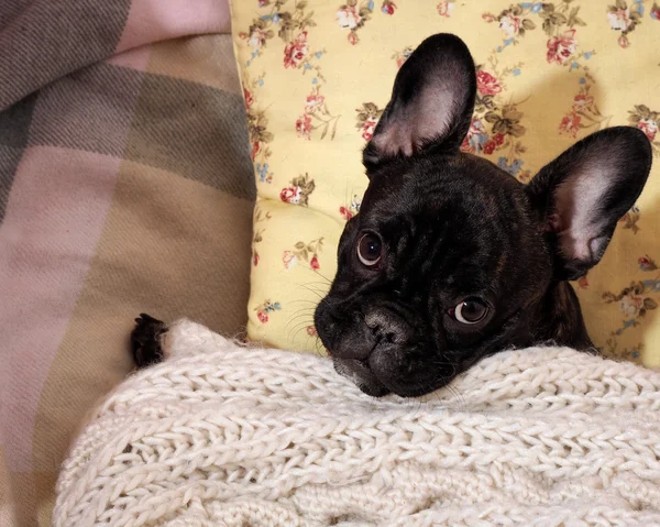 Dog lying on the bed, on the pillow under a knitted white blanket