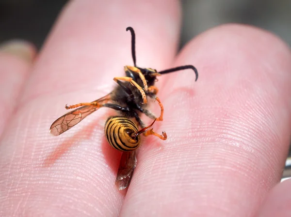 Dead insect wasp on a man's hand. The sting of a wasp