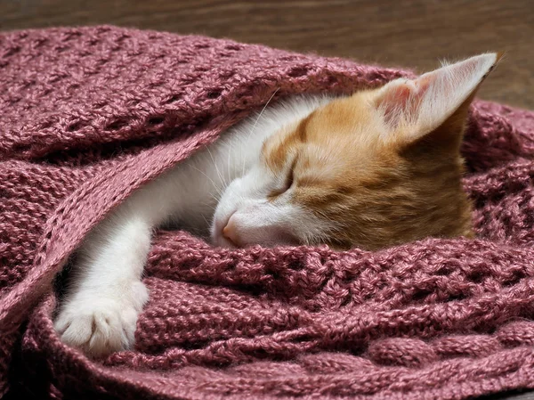 Wonderful kitten is fast asleep under the lilac knitted blanket