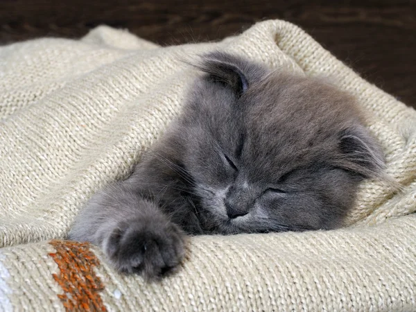 Cute kitten sleeping under a blanket. Grey, lop-eared cat. Fluffy  on the background of wooden wall.