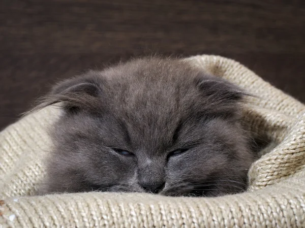 Sleepy kitten sleeps in a blanket. Grey Cat, Fluffy, Fold