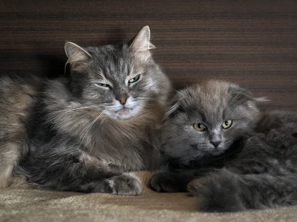 Dos Gatos En El Suelo Foto De Stock C Kozorog 123988728