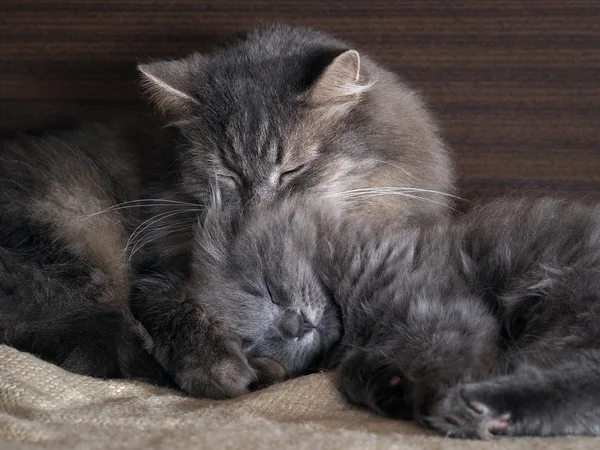 Cute cat and kitten sleeping together, hugging each other. gray cats, furry, different breeds. Concept - heat, bliss, love