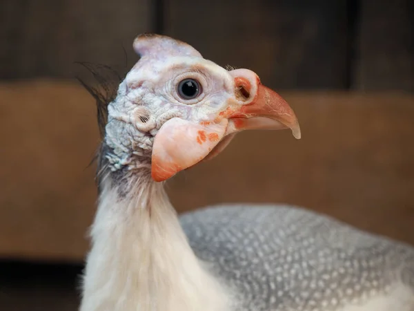 African Guinea fowl. Portrait of a bird — Stock Image African Guinea Fowl Portrait Bird Stock Picture