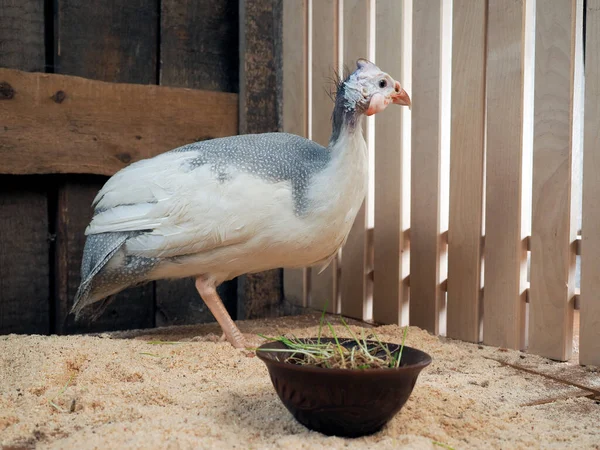 African Guinea fowl. Portrait of a bird — Stock Image African Guinea Fowl Portrait Bird Royalty Free Stock Photos