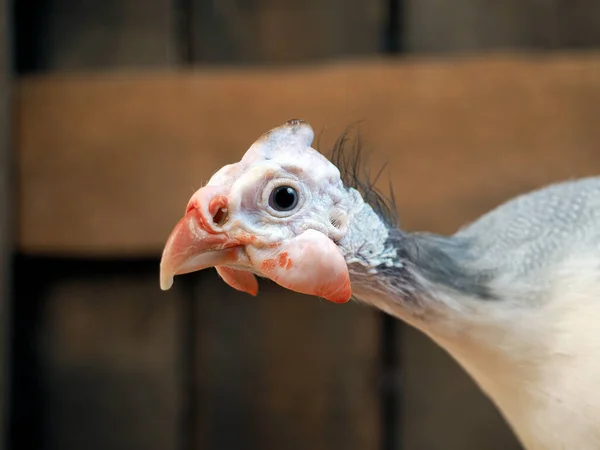 African Guinea fowl. Portrait of a bird — Stock Image African Guinea Fowl Portrait Bird Royalty Free Stock Images