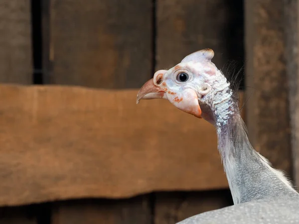 African Guinea fowl. Portrait of a bird — Stock Image African Guinea Fowl Portrait Bird Stock Image