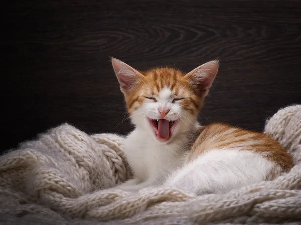 Funny cat laughing