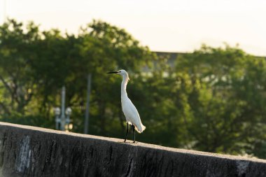 Balıkçıl dinleniyor. Beyaz balıkçıl çimentoda.
