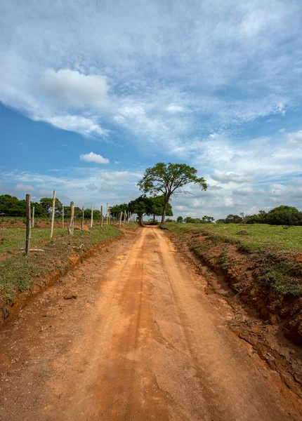 Camino Tierra Árbol Fondo — Foto de Stock