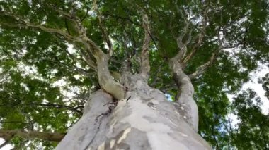 Ağaç aşağıda görünüyor. Okaliptüs ağacı.