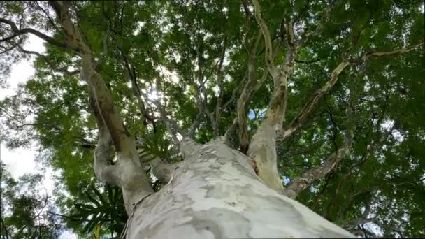 这棵树在下面 — 图库视频影像