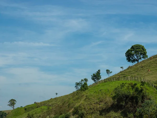 Colina Inclinada Árboles Una Colina — Foto de Stock