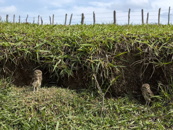 Schöne Und Niedliche Eulen Zwei Eulen — Stockfoto