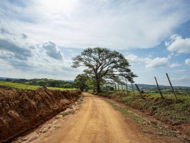 Toprak yol ve sonunda bir ağaç..