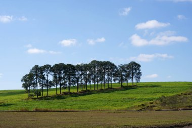 Güneşli bir günde bulutlu mavi gökyüzüne karşı çam ağaçları..                               