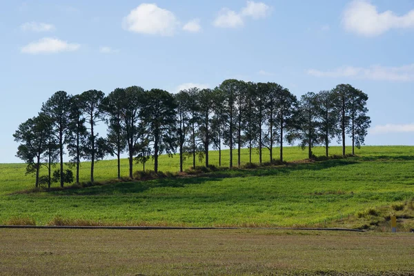 Kiefern Vor Blauem Himmel Mit Wolken Einem Sonnigen Tag — Stockfoto