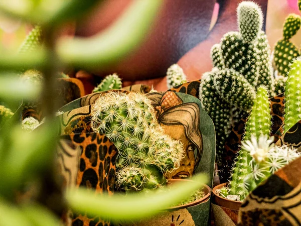 Vertikální Zahradničení Kaktusů Pouštních Rostlin — Stock fotografie