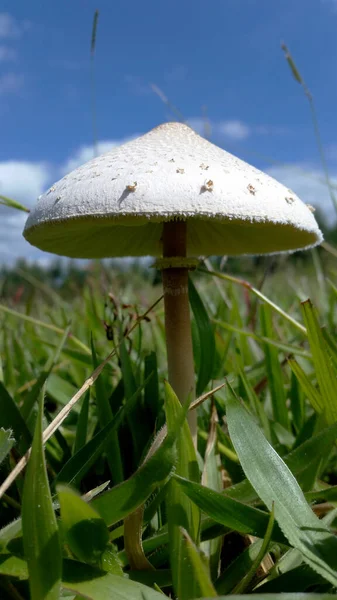 Pilz Gras Wilder Pilz Der Auf Einer Wiese Wächst — Stockfoto