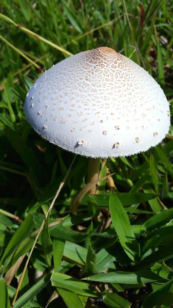 Mushroom Grass Wild Mushroom Growing Grass Field — 스톡 사진