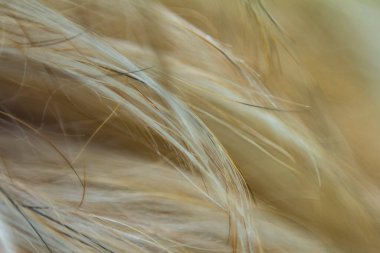 Uzun saçlı bir kürkün arka planında. Kürk köpek..