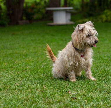 Köpekler çimlerde oynuyor. Cairn Terrier köpeği..