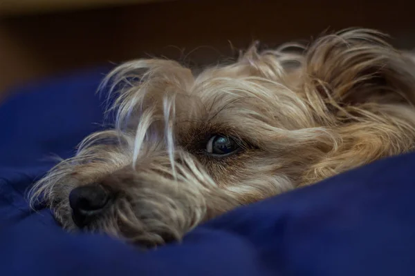 Hermoso Perro Durmiendo Cama Cairn Terrier Perro — Foto de Stock