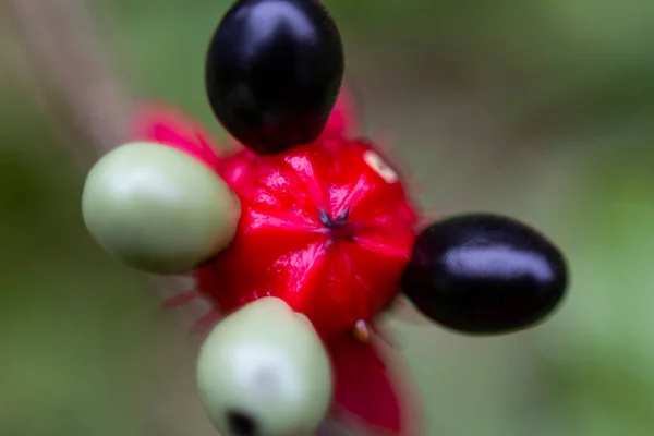 Exotische Blumen Und Früchte Die Schönheit Der Natur Mit Ihren — Stockfoto