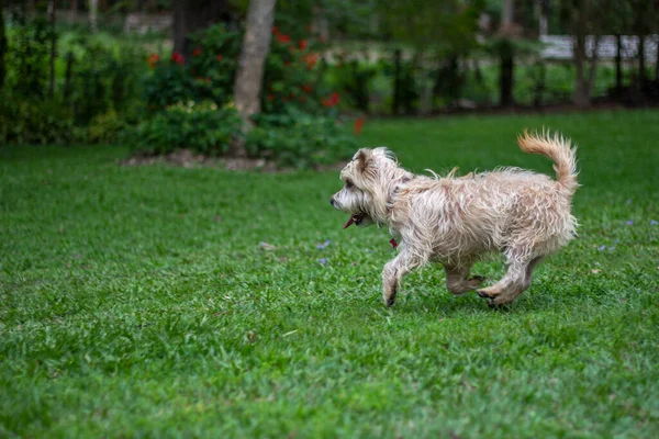Köpekler çimlerde oynuyor. Cairn Terrier köpeği..