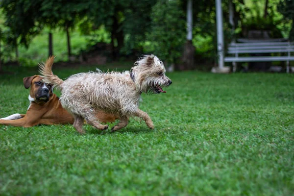 Psi Hrají Trávě Cairn Teriér Pes — Stock fotografie