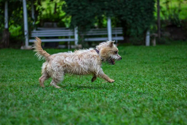 Köpekler çimlerde oynuyor. Cairn Terrier köpeği..