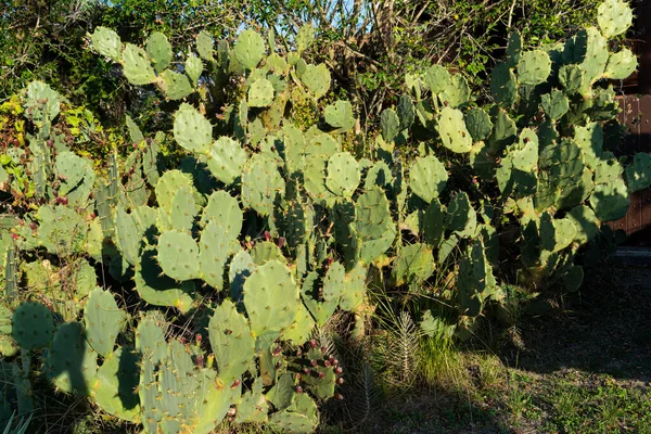 stock image The cactus garden is planted together. Succulent plants.