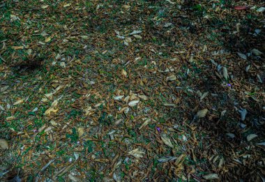 Kuru, kahverengi ve yeşil yapraklar yere düştü ve güneş ışınları üzerlerinde parlıyor. Parkta kurumuş yapraklar. 09-20-2025