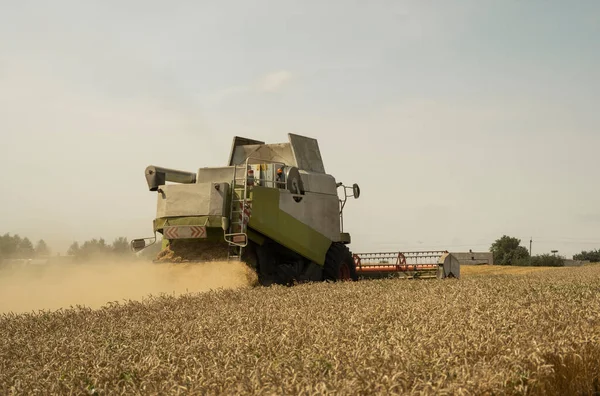 Combine harvester agriculture machine harvesting golden ripe wheat field. Agriculture. Combine harvester harvesting wheat with dust straw in the air. Heagy agricultural machinery.