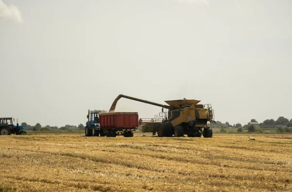 Combine harvester agriculture machine harvesting golden ripe wheat field. Harvester combine harvesting wheat and pouring it into tractor trailer during wheat harvest on sunny summer day.