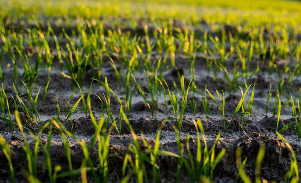 Uzavřít mladé sazenice pšenice rostoucí na poli. Pěstování zelené pšenice v půdě. Zblízka vyraší žitné zemědělství na poli při západu slunce. Výhonky žita. Pšenice roste v Černozemi zasazené na podzim. — Stock fotografie