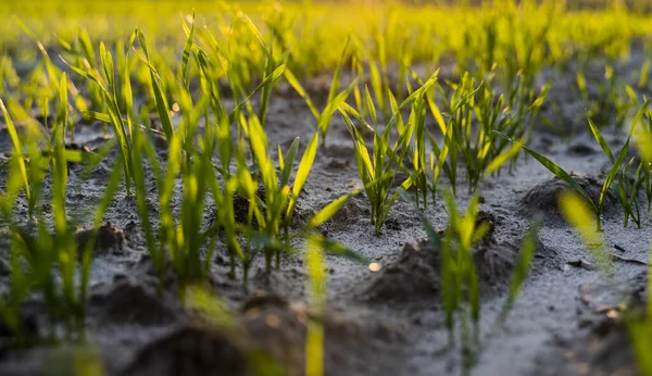 Cerca de las plántulas jóvenes verdes de trigo que crecen en el suelo en el campo en la puesta del sol. Cerca de brotar la agricultura de centeno en un campo al atardecer. Brotes de centeno. El trigo crece en chernozem plantado en otoño. —  Fotos de Stock