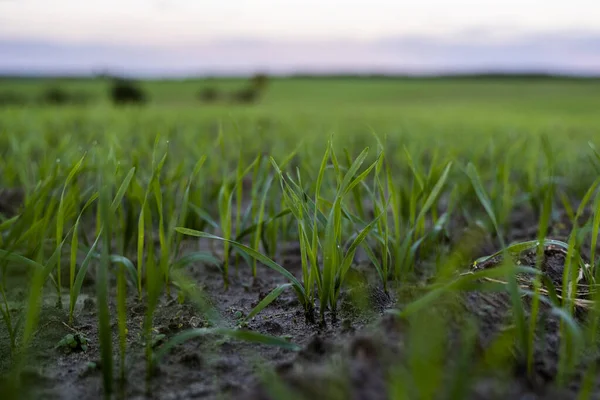 Acerquen las plántulas jóvenes de trigo que crecen en el campo. Trigo verde que crece en el suelo. Cerca de brotar la agricultura de centeno en un campo al atardecer. Brotes de centeno. El trigo crece en chernozem plantado en otoño. —  Fotos de Stock