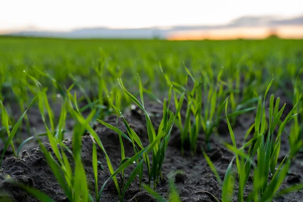 Chiuda piantine di grano giovani che crescono in un campo. Frumento verde che cresce nel terreno. Da vicino sul germogliare l'agricoltura di segale su un campo al tramonto. Germogli di segale. Il grano cresce in chernozem piantato in autunno. — Foto Stock