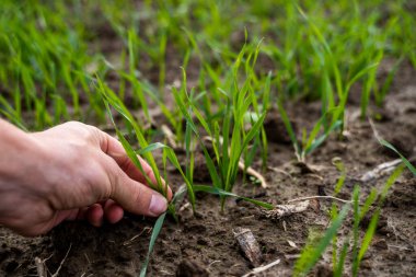Gün batımında bir tarlada yetişen taze buğday fidanlarını kapatın. Gün batımında bir tarlada filizlenen çavdar tarımına yaklaş. Çavdar filizleri. Çernozumda buğday yetişir sonbaharda ekilir..